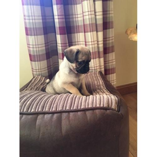 PUG PUPPIES