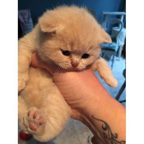 GGCF reg pedigree British shorthair kittens for sale