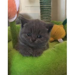 GGCF reg pedigree British shorthair kittens for sale