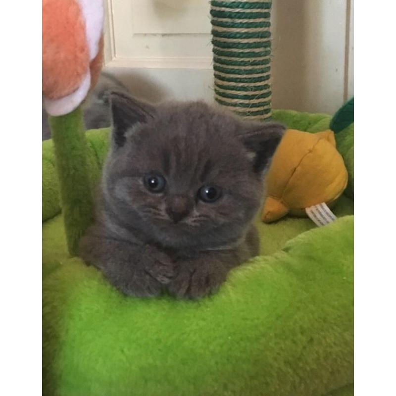 GGCF reg pedigree British shorthair kittens for sale