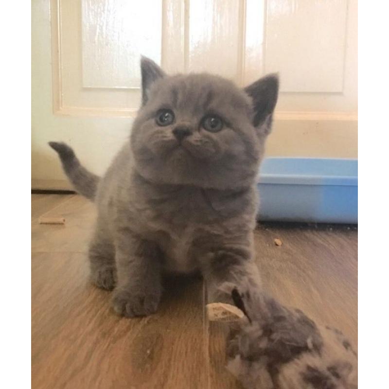 GGCF reg pedigree British shorthair kittens for sale