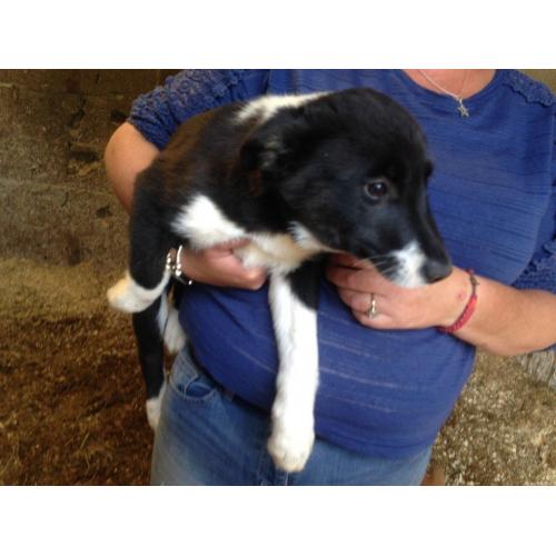 collie cross husky