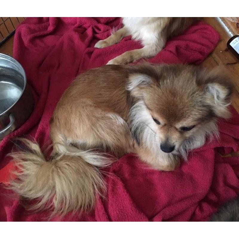 Pomeranian male dogs
