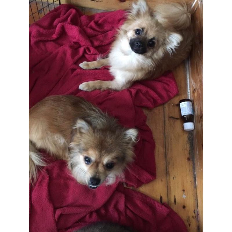 Pomeranian male dogs