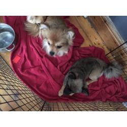 Pomeranian male dogs