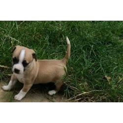 Chihuahua x jackrussell puppys
