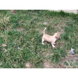 Chihuahua x jackrussell puppys