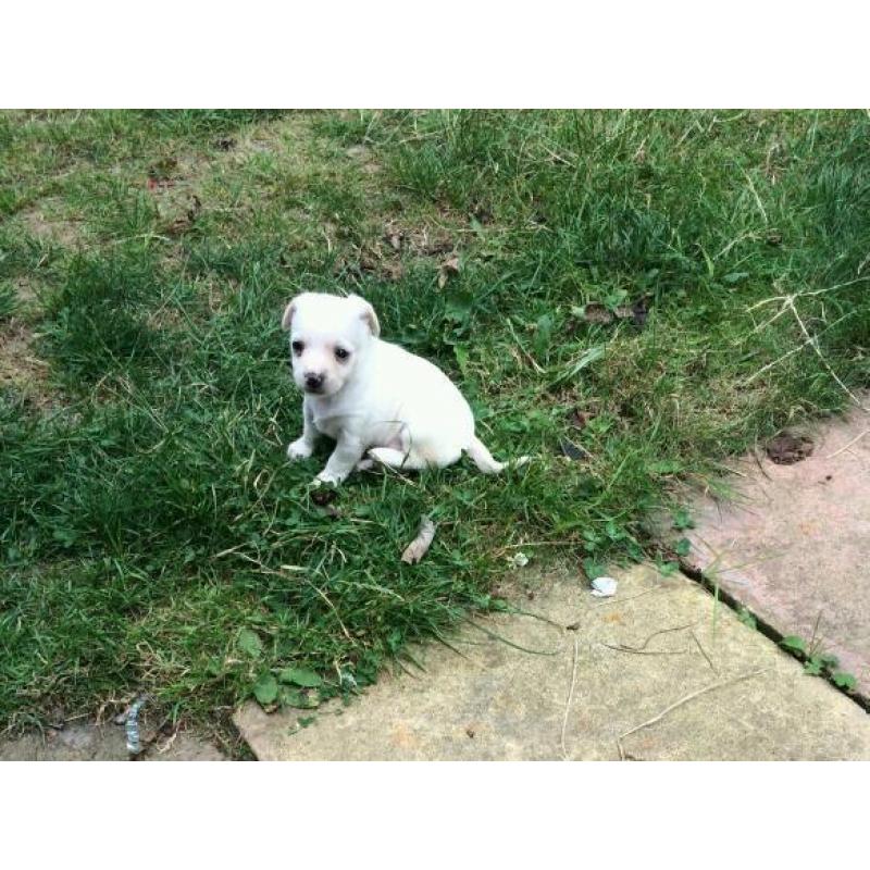 Chihuahua x jackrussell puppys