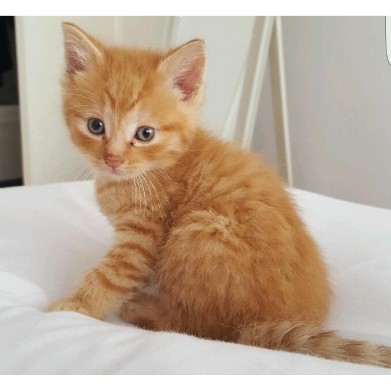 LOVING RAGDOLL X KITTENS