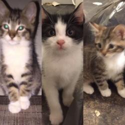 Kittens for sale