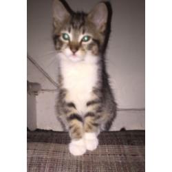 Kittens for sale