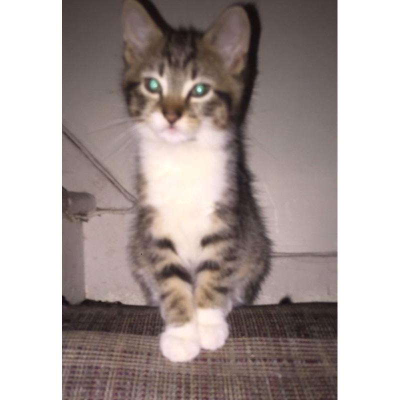 Kittens for sale