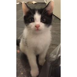 Kittens for sale