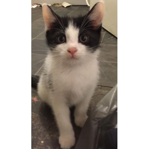 Kittens for sale
