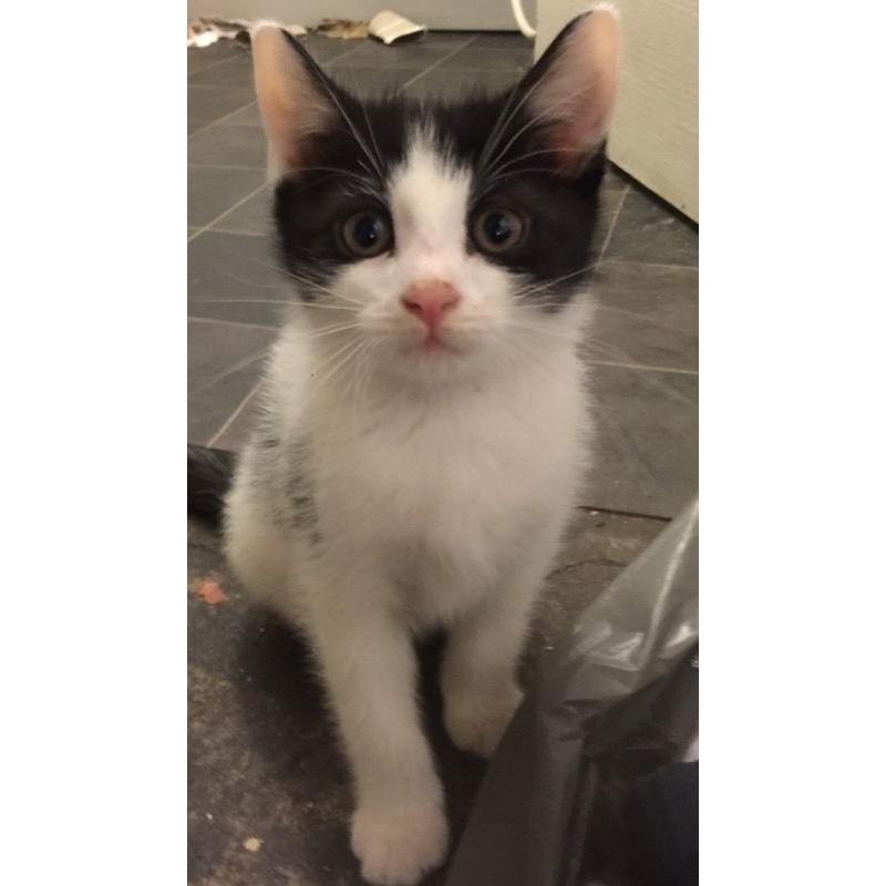 Kittens for sale