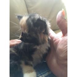 Lovely kitten