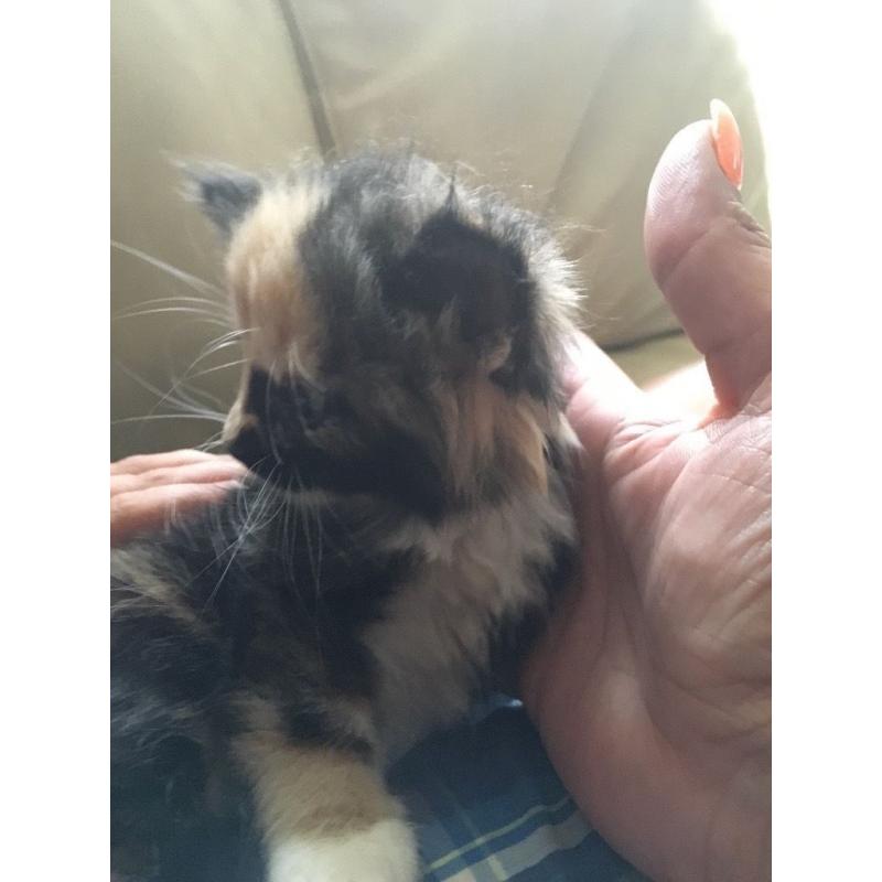 Lovely kitten