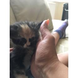 Lovely kitten