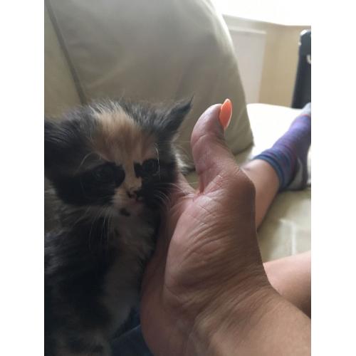Lovely kitten