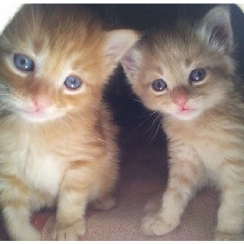 Ginger female 8 weeks + kitten starter pack Free delivery