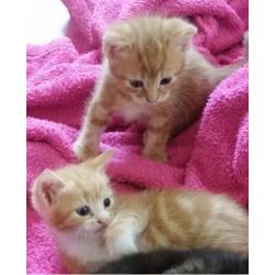 Ginger female 8 weeks + kitten starter pack Free delivery