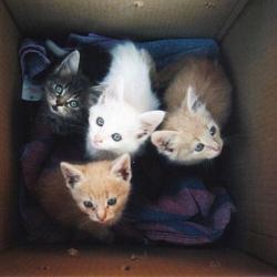 Ginger female 8 weeks + kitten starter pack Free delivery