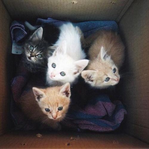 Ginger female 8 weeks + kitten starter pack Free delivery
