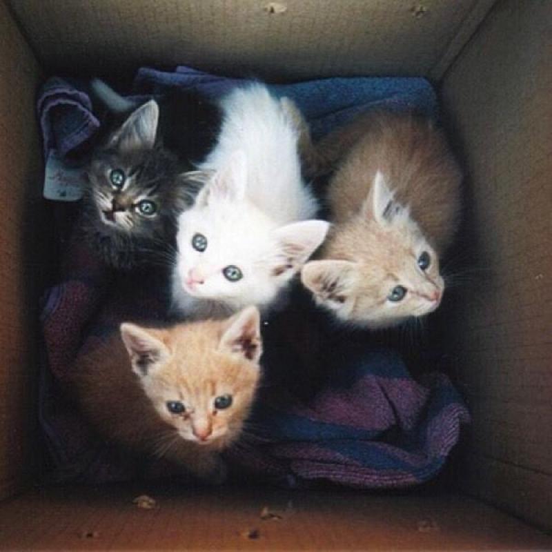 Ginger female 8 weeks + kitten starter pack Free delivery