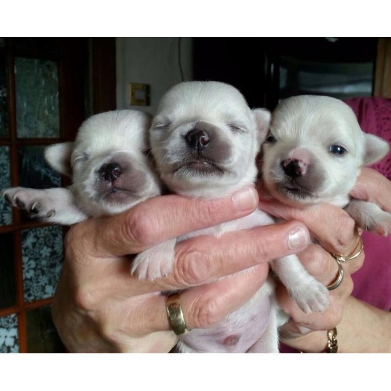 Beautiful Chihuahua pedigree male puppies