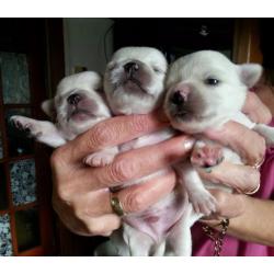 Beautiful Chihuahua pedigree male puppies