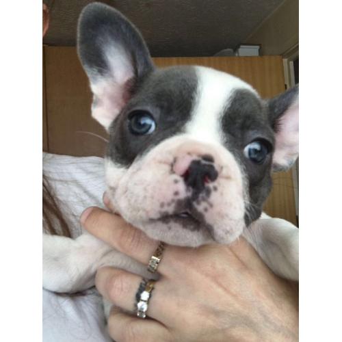 Stunning French bulldog girl Kc reg