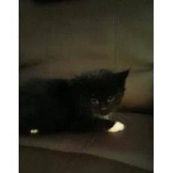Kittens for sale