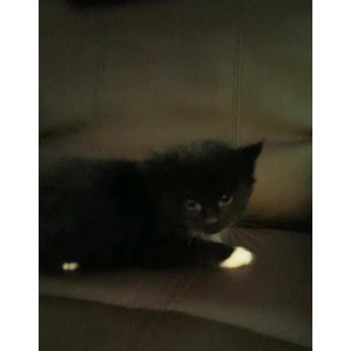 Kittens for sale