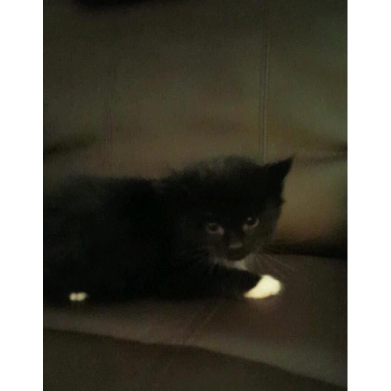Kittens for sale