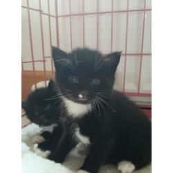 Kittens for sale