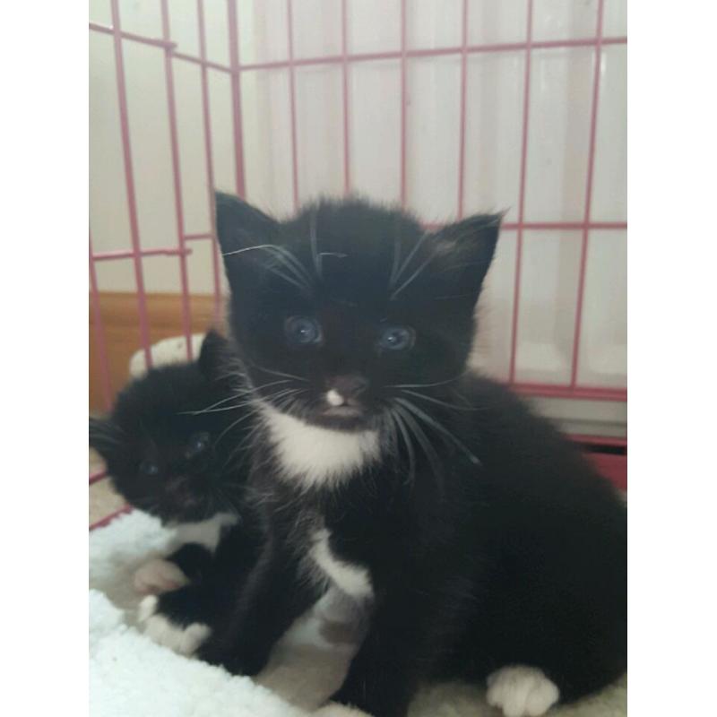 Kittens for sale
