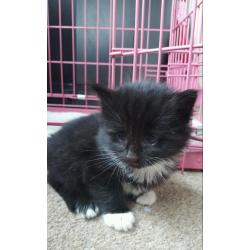 Kittens for sale