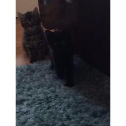 Kittens for sale