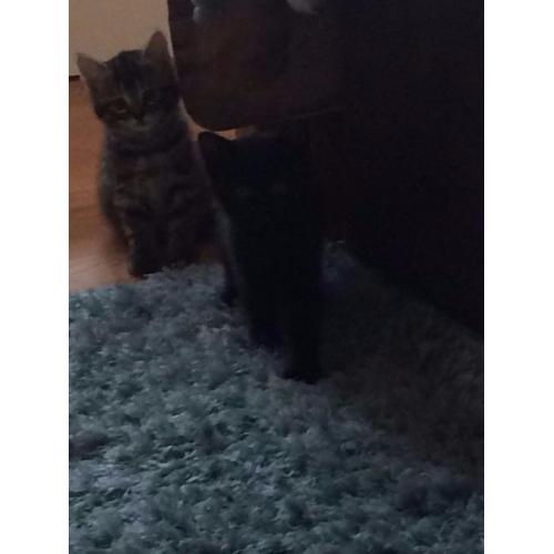 Kittens for sale