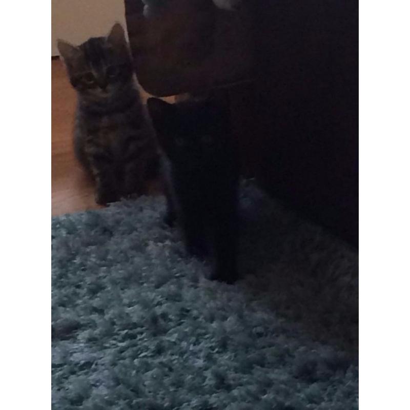 Kittens for sale