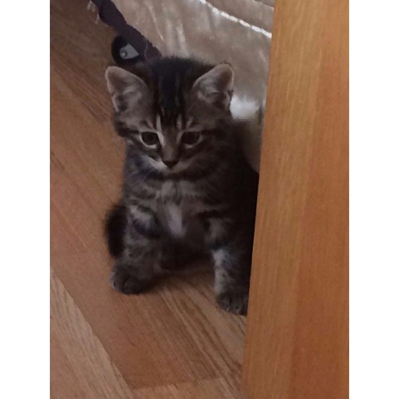 Kittens for sale
