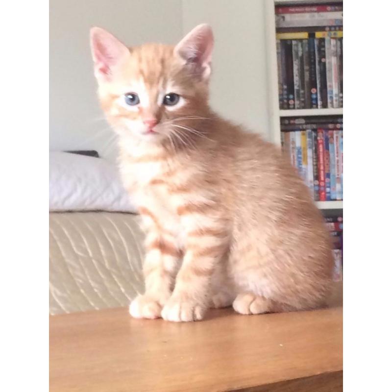 Kittens for sale