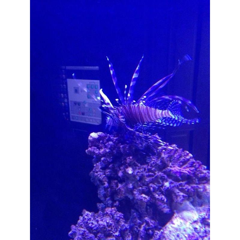 Large lion fish