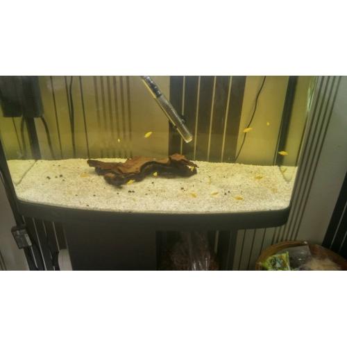 labs for sale malawi plus all sorts
