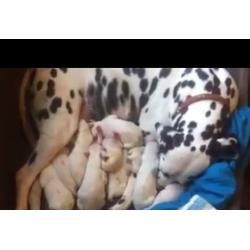 Dalmation puppies born 24/07/16 available from 18/09/16 8 boys 4 girls