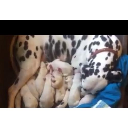 Dalmation puppies born 24/07/16 available from 18/09/16 8 boys 4 girls