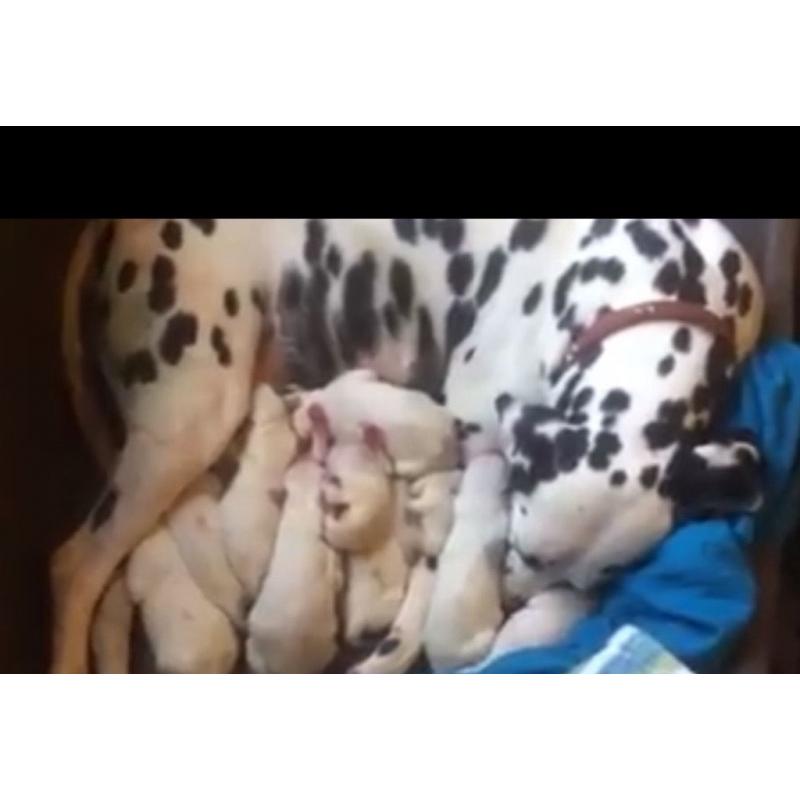 Dalmation puppies born 24/07/16 available from 18/09/16 8 boys 4 girls