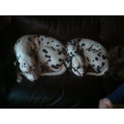 Dalmation puppies born 24/07/16 available from 18/09/16 8 boys 4 girls