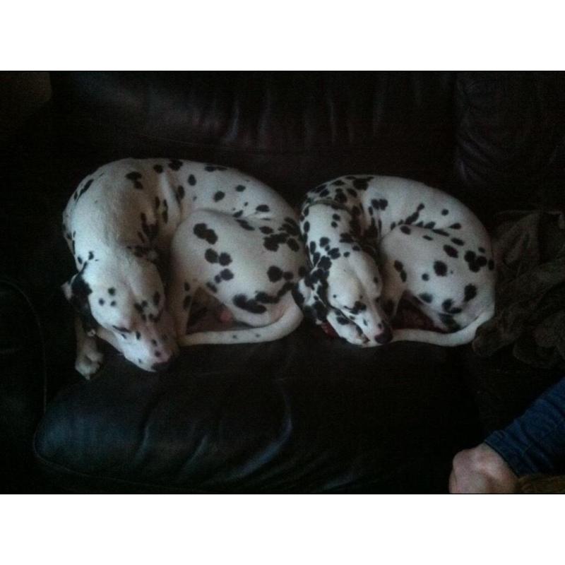 Dalmation puppies born 24/07/16 available from 18/09/16 8 boys 4 girls
