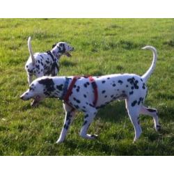 Dalmation puppies born 24/07/16 available from 18/09/16 8 boys 4 girls